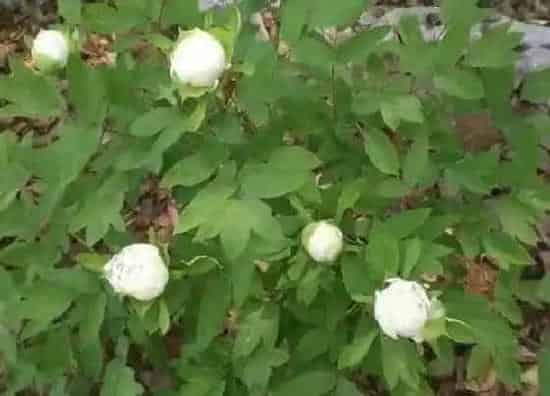 种植前景|白芍种植条件 栽种环境与气候要求