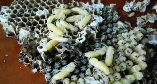 蜂蛹的功效与作用及禁忌人群