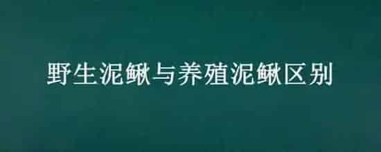 野生泥鳅与养殖泥鳅区别