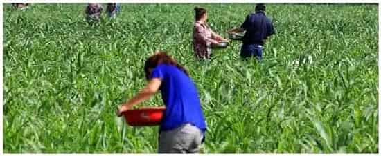尿素肥料对植物的作用与功效 | 三农答疑