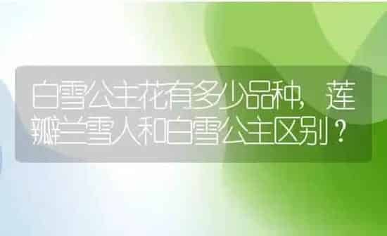 白雪公主花有多少品种,莲瓣兰雪人和白雪公主区别？ | 养殖常见问题