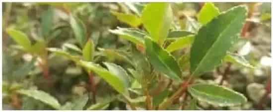 花椒苗怎么施肥 | 三农问答