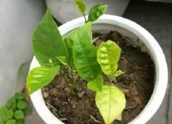 植物常识问题|菠萝蜜种子怎么种盆栽 盆栽菠萝蜜多久结果
