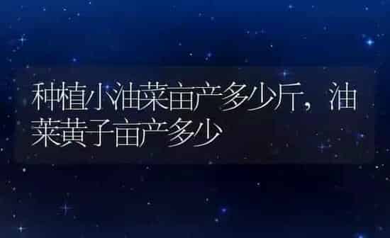种植小油菜亩产多少斤,油莱黄子亩产多少 | 养殖常见问题