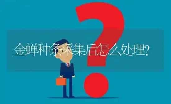 金蝉种条采集后怎么处理? | 养殖问题解答