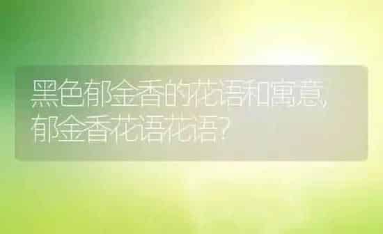 黑色郁金香的花语和寓意,郁金香花语花语？ | 养殖常见问题
