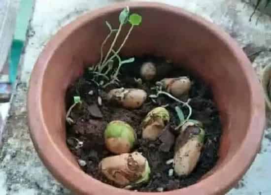 植物常识问题|菠萝蜜种子怎么种盆栽 盆栽菠萝蜜多久结果