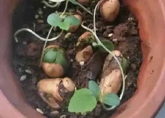 植物常识问题|菠萝蜜种子怎么种盆栽 盆栽菠萝蜜多久结果