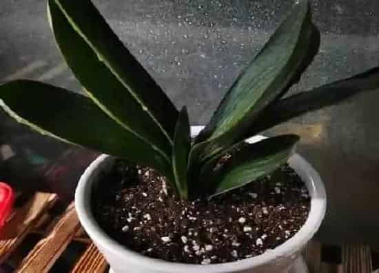 植物常识问题|君子兰怎么养根系白又粗  有什么技巧