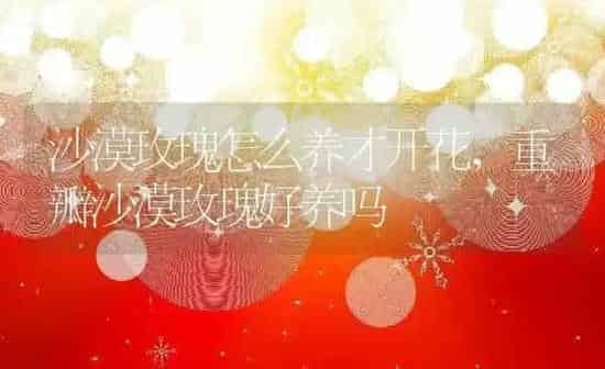 沙漠玫瑰怎么养才开花,重瓣沙漠玫瑰好养吗 | 养殖常见问题