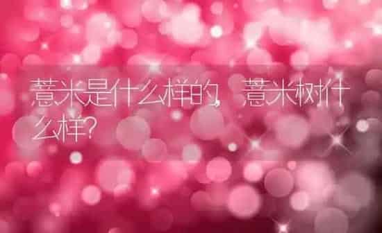 薏米是什么样的,薏米树什么样？ | 养殖常见问题