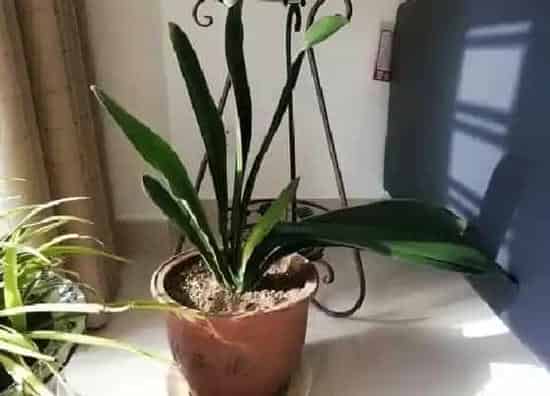 植物常识问题|君子兰怎么养护叶子变整齐