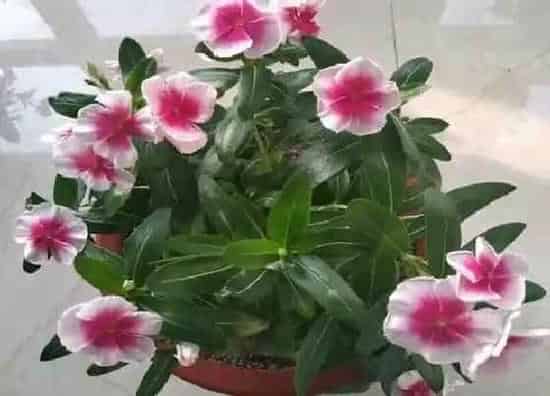 植物常识问题|长春花冬季枯萎处理方法
