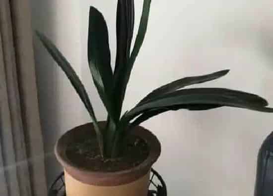 植物常识问题|君子兰怎么养护叶子变整齐