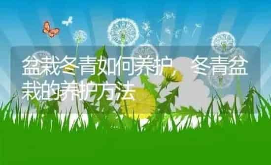 盆栽冬青如何养护,冬青盆栽的养护方法 | 养殖常见问题