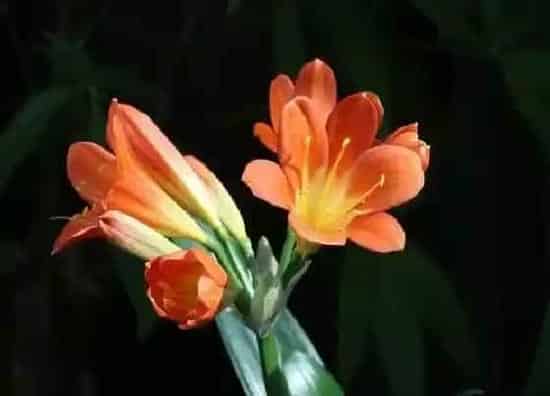 植物常识问题|君子兰怎么养护叶子变整齐