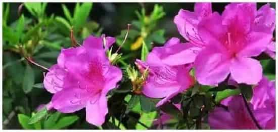 杜鹃花春天施什么肥 | 科普知识