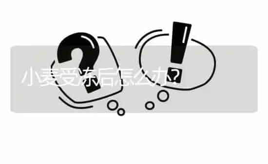 小麦受冻后怎么办? | 养殖问题解答