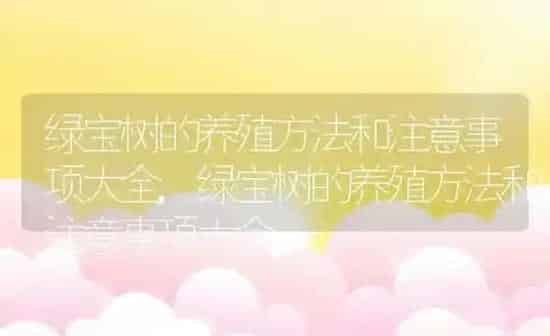 绿宝树的养殖方法和注意事项大全,绿宝树的养殖方法和注意事项大全 | 养殖常见问题