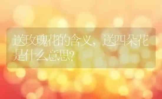 送玫瑰花的含义,送四朵花是什么意思？ | 养殖常见问题