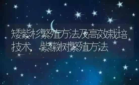 矮紫杉繁殖方法及高效栽培技术,紫徽树繁殖方法 | 养殖常见问题