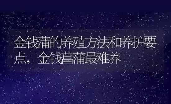 金钱蒲的养殖方法和养护要点,金钱菖蒲最难养 | 养殖常见问题