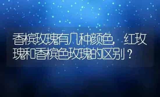 香槟玫瑰有几种颜色,红玫瑰和香槟色玫瑰的区别？ | 养殖常见问题