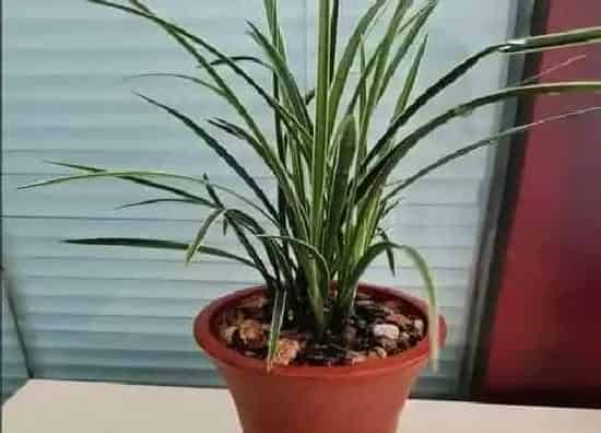 植物常识问题|切下来的兰花老芦头如何处理新芽呼呼冒