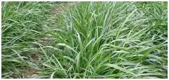 黑麦草怎样种植产量高 | 三农问答