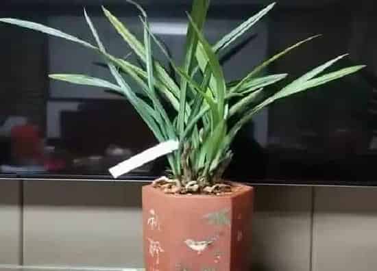 植物常识问题|切下来的兰花老芦头如何处理新芽呼呼冒