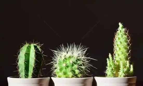 办公室最旺风水植物,办公桌上摆放什么植物好，适合在办公室摆放的植物有哪些？