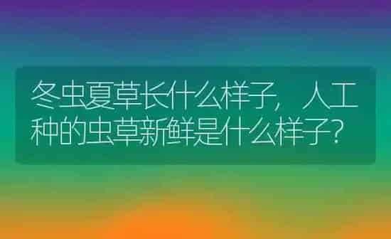 冬虫夏草长什么样子,人工种的虫草新鲜是什么样子？ | 养殖常见问题