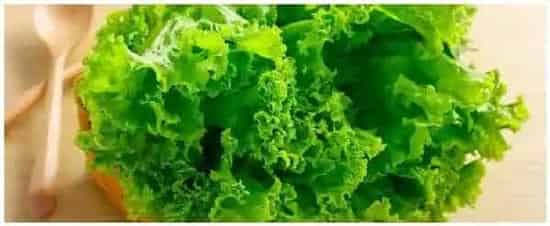 生菜种植时的注意事项 | 农业问题