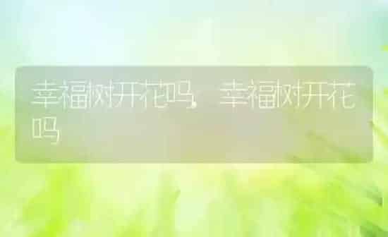 幸福树开花吗,幸福树开花吗 | 养殖常见问题