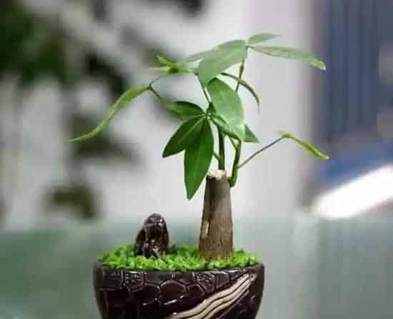 办公室最旺风水植物,办公桌上摆放什么植物好，适合在办公室摆放的植物有哪些？