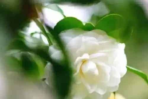 植物常识问题|茶花长得乱糟糟怎么处理  如何养护株型饱满美观
