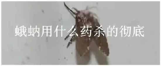 蛾蚋用什么药杀的彻底 | 农业答疑