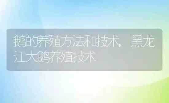 鹅的养殖方法和技术,黑龙江大鹅养殖技术 | 养殖常见问题