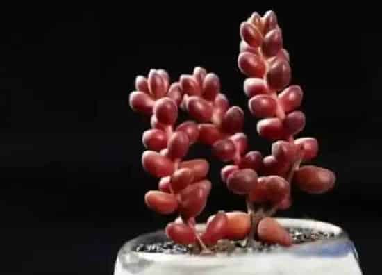 植物常识问题|珊瑚珠的养殖方法