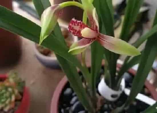 植物常识问题|怎样养兰花不会烂根  兰花烂根解决办法