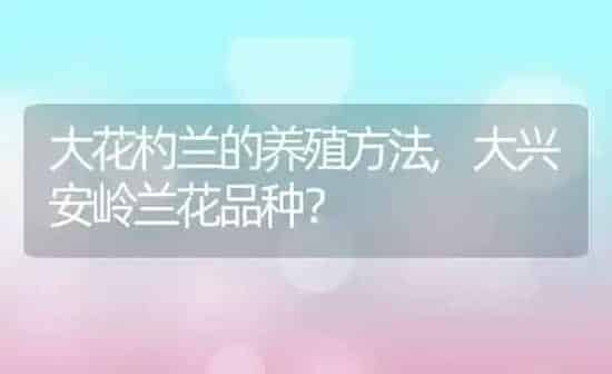 大花杓兰的养殖方法,大兴安岭兰花品种？ | 养殖常见问题