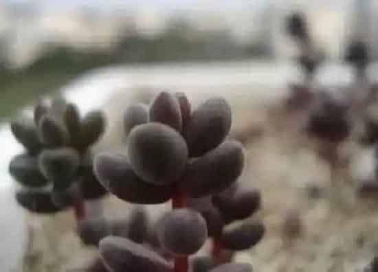 植物常识问题|珊瑚珠的养殖方法