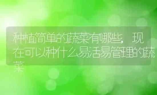 种植简单的蔬菜有哪些,现在可以种什么易活易管理的蔬菜 | 养殖常见问题