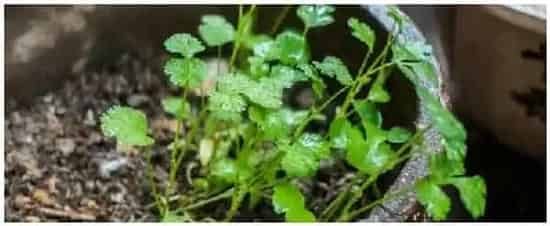 早春2月份能种植香菜吗 | 三农问答