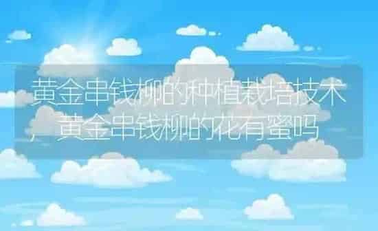 黄金串钱柳的种植栽培技术,黄金串钱柳的花有蜜吗 | 养殖常见问题