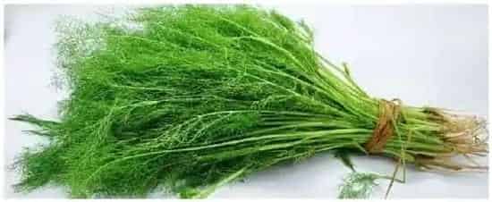 种植小茴香的注意事项 | 农业常识