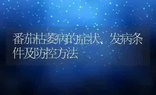 番茄枯萎病的症状、发病条件及防控方法 | 养殖常见问题