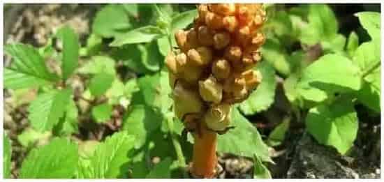 天麻采收时间 | 农业答疑