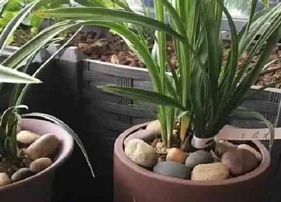 植物常识问题|兰花叶片感染病害如何预防