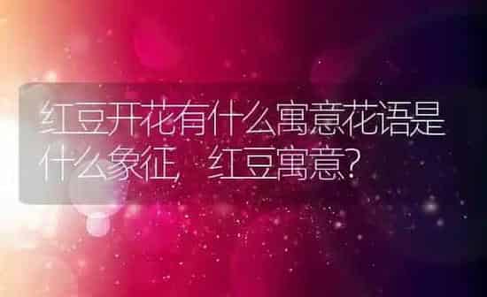 红豆开花有什么寓意花语是什么象征,红豆寓意？ | 养殖常见问题